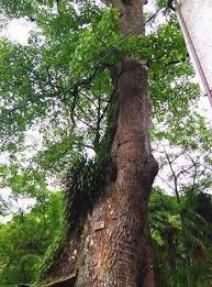 there are more than 70 000 famous old trees in sichuan 超过七万株 四川摸清名木古树 家底 chengdu 國際日報 international daily http www chinesetoda plants tree tree trunk