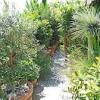Aussi il est plus que nécessaire de choisir des plantes résistantes. Https Encrypted Tbn0 Gstatic Com Images Q Tbn And9gcqo1kk1bb2qsm Yv9geb0zt E0acv4k8apqpxzet1o2dzgt8h8k Usqp Cau