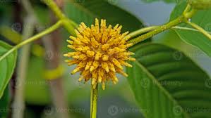 Image result for Mitragyna