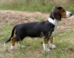 Image result for alpský brakýř jezevčíkovitý