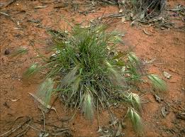 Image result for Aristida recta