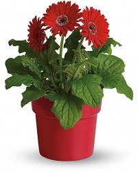 Image result for Gerbera