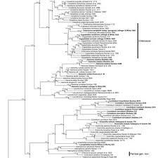 Image result for Grammitis cryptophlebia