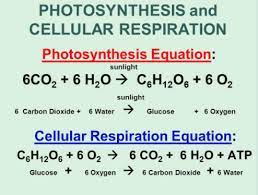 If a class begins at the hour indicated below and if the class meets (a) four, five, or six days a week; Photosynthesis And Cellular Respiration Final Exam Review Diagram Quizlet