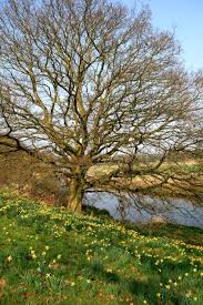 Stock Photo Of Daffodils In Attingham Park By John Godley Pictures Of England The Homeland Pinterest