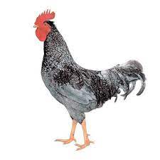 We also know that it is a cross between heritage and hybrid chickens (blue plymouth rock and barred plymouth rock, specifically). Plymouth Blue Rock Townline Hatchery