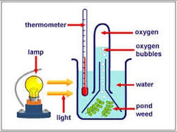 What Was Used To Prove That The Source Of Oxygen Evolved During  Photosynthesis Is Water? - Quora