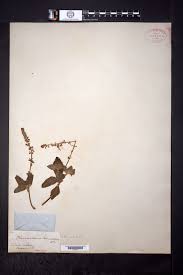 Image result for Coleus kapatensis