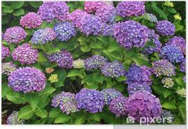 Check spelling or type a new query. Hortensie Hydrangea Poster Pixers We Live To Change
