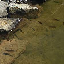 Worauf sollte beim laichen geachtet werden? Babygoldfische Art Farbe Bestimmen Fische Teich Goldfische