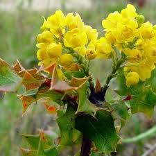 Image result for Berberis verruculosa