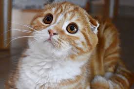Good Evening To All My Fiends Scottishfold Cats Cat Catsofinstagram Of Britishshorthair Kitten Catstagram Instagram Kittens Kitty Catl Kedi Resim