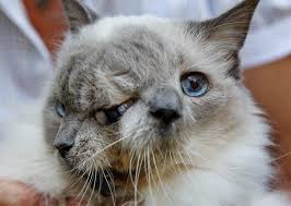 ‪Two-Faced Cats: How Do They Get That Way? | National Geographic‬‏