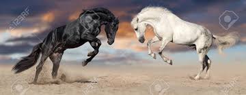 Check spelling or type a new query. Two Beautiful Horse Portrait In Motion Black And White Horses Stock Photo Picture And Royalty Free Image Image 99559095