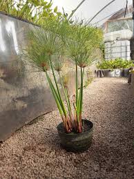 Image result for Cyperus papyrus