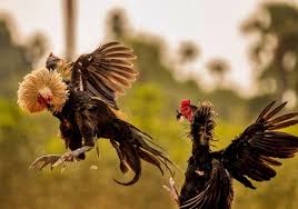 Emilik ayam petarung akan sangat beruntung jika memiliki ayam petarung yang memiliki katuranggan yang baik. Ayam Pukul Saraf Ciri Ciri Sisik Jenis Kelebihan Cara Mengobati