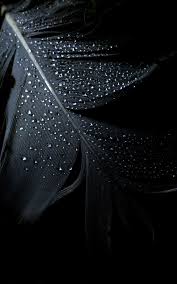According To Legend When Someone Finds A Black Feather It Means That The Guardian Of Their Soul Is Near Them Siyah Tuyler Siyah Fotografcilik Cicekli Baski