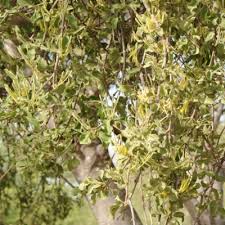 Image result for Englerina muerensis