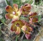 Image result for Glossostelma spathulatum