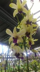 Harga murah langsung pembudidaya, kami memberikan harga terbaik dan terjangkau karena kami memproduksi sendiri. Jual Tanaman Anggrek Dendrobium Yellow Purple Tongue Bibit Online