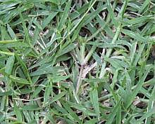 Maybe you would like to learn more about one of these? Bermuda Grass Pictures Photos For Identification And Comparison