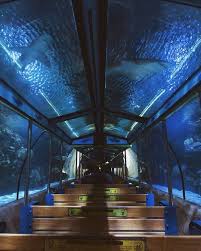 Houston S Downtown Aquarium Has An Underwater Train Ride In A Shark Tank Narcity Cool Places To Visit Vacation Places Places To Go