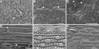 Find the perfect transmission electron microscope stock photos and editorial news pictures from getty images. Frontiers Comparison Of Sample Preparation Techniques For Inspection Of Leaf Epidermises Using Light Microscopy And Scanning Electronic Microscopy Plant Science