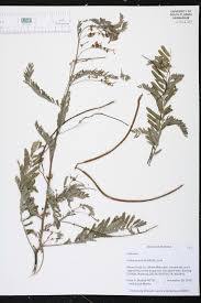 Image result for Sesbania sericea