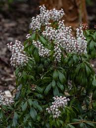 Image result for Pieris japonský bonfire obrázek