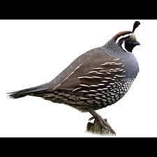 Image result for Callichilia bequaertii