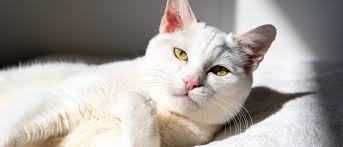 Safe haven animal rescue lafayette la. Animal Haven Shelter