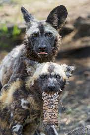 two wild dogs african wild dog wild dogs animals wild