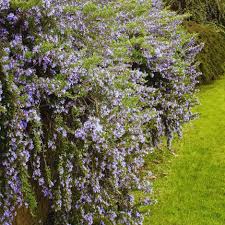 Image result for Rosmarinus officinalis