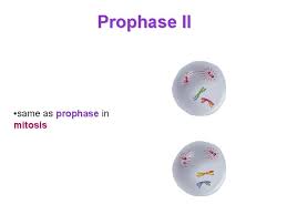 Maybe you would like to learn more about one of these? Get Out Mitosis Flipbook Cell Cycle Quiz Meiosis