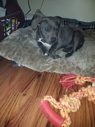 Every dog owner needs to know what to do if a dog has been exposed to poison. Someone Stole My Dog Album On Imgur