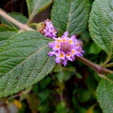 Image result for Lippia javanica
