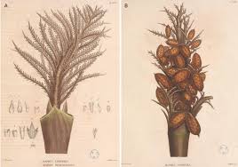 Image result for Raphia ruwenzorica