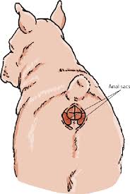 Prostate cancer is a common type of cancer in men, according to the mayo clinic. Disorders Of The Rectum And Anus In Dogs Dog Owners Merck Veterinary Manual