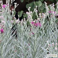 We did not find results for: Silver Ironweed Vernonia Perennials Silver Plant Vernonia