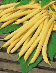 Pods turn yellow when mature. Bean Climbing Kentucky Wonder Wax Bean Seeds Vegetable Seeds