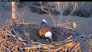 WV bald eagles lay season's first egg