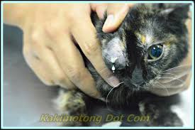 Jika kucing di rumah kita terserang penyakit ini kita sudah tahu informasi tentang obat cacing untuk kucing yang. Ubat Cacing Manusia Untuk Kucing Bertanya A