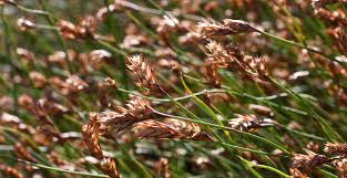 Image result for Platycaulos