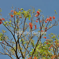 Image result for Erythrina falcata