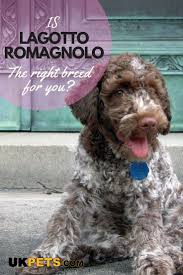 Lagotto Romagnolo Lagotto Romagnolo