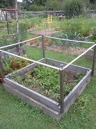 Bird Netting For Blueberries My Strawberries Are Well Protected Inside This Hinged Lid With Bird Netting Raised Beds Green Thumb Growing Veggies