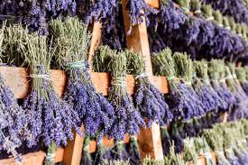 Man glaubte sich in stapel bei horstedt in der französischen provence: Lavendel Trocknen Weiterverwenden Plantura
