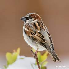 Maybe you would like to learn more about one of these? 12 Birds Every Texan Should Know Tpw Magazine August September 2014