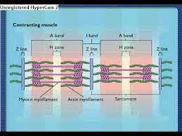 Sarcomere Contraction Process Of Muscle Contraction With Myosin Actin Youtube Muscle Contraction Types Of Muscles Human Muscular System