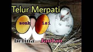 Jika jarum kemudian berputar searah jarum jam, maka itu telur jantan. Kualitas Dan Perbedaan Telur Merpati Jantan Betina Youtube